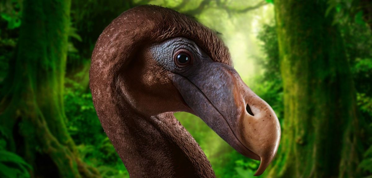 Dodo-Vogel vor einem Urwald