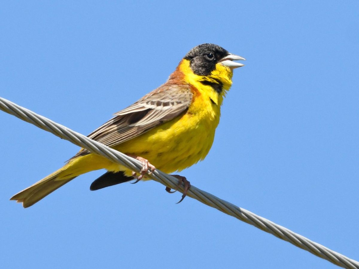 Vogel auf einer Stromleitung