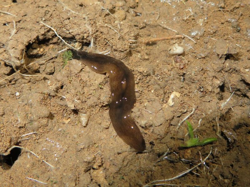 Obama Nungara Wurm auf Sand