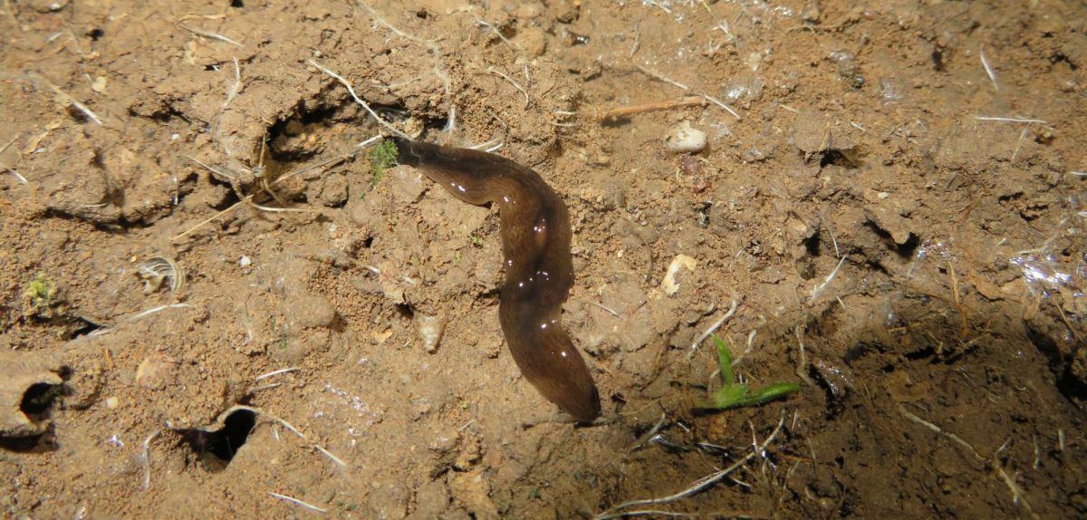 Fleischhungriger Wurm infiziert Gärten in Deutschland