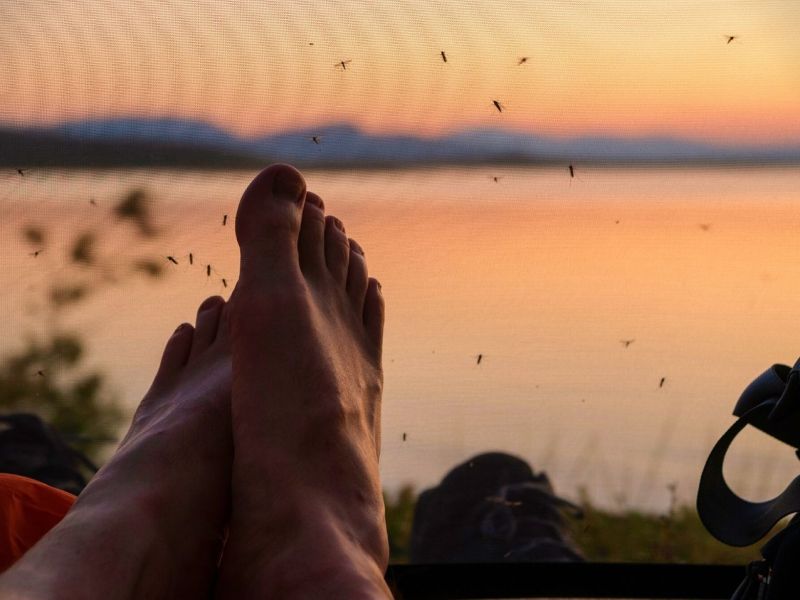 Mücken im Zelt mit menschlichen Füßen