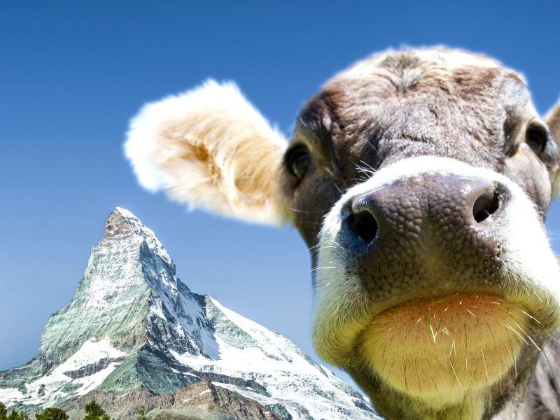 Eine Kuh, im Hintergrund das Matterhorn.