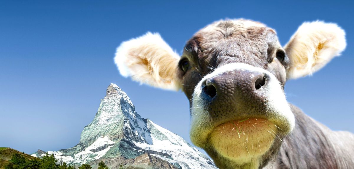 Eine Kuh, im Hintergrund das Matterhorn.