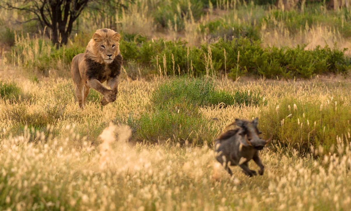 Ein Löwe jagt ein Wildschwein