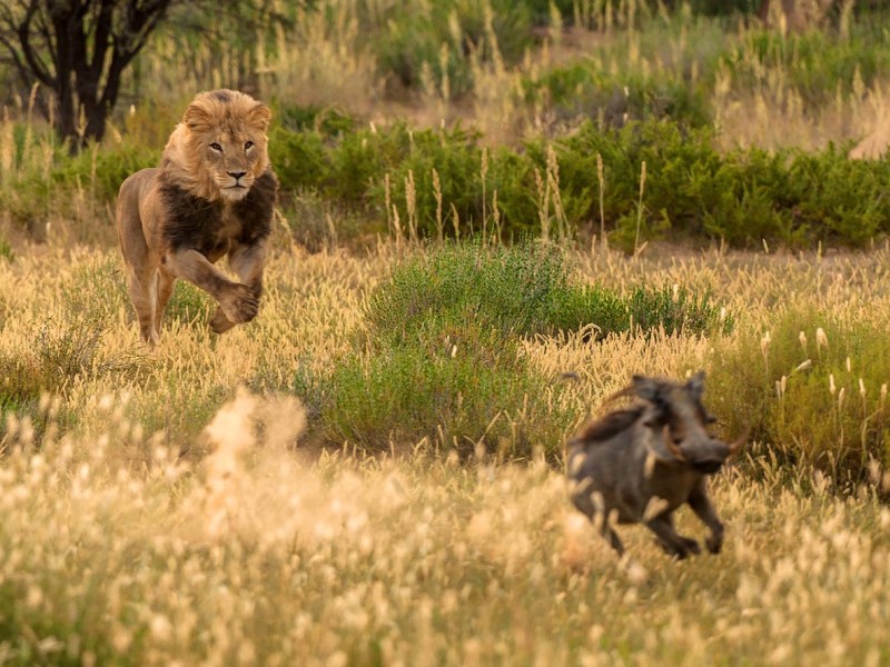 Ein Löwe jagt ein Wildschwein