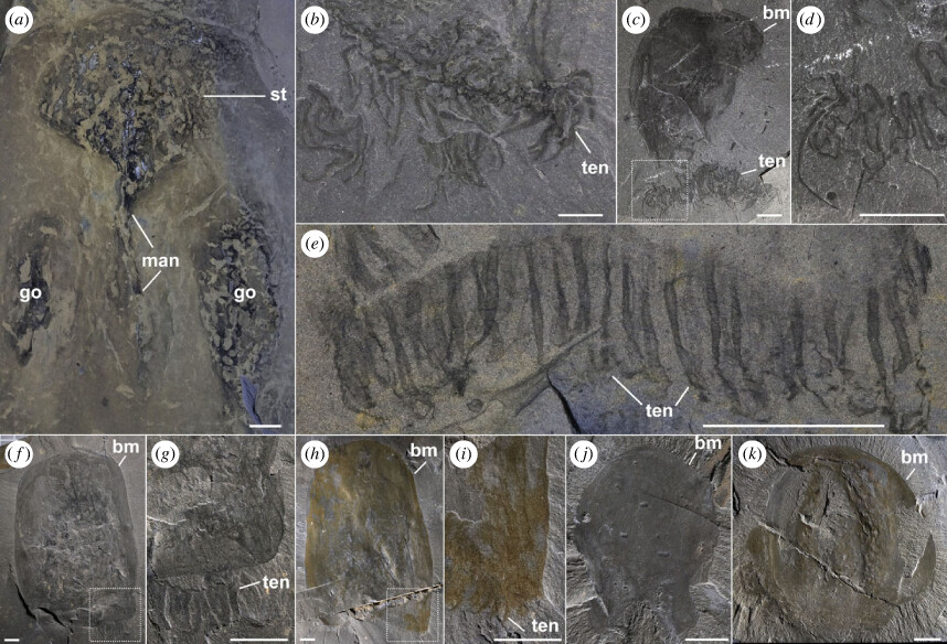Fotos von fossilen Quallen aus dem Kambrium.