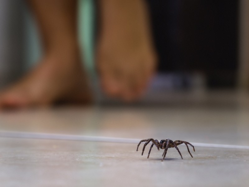 Spinne läuft über den Boden