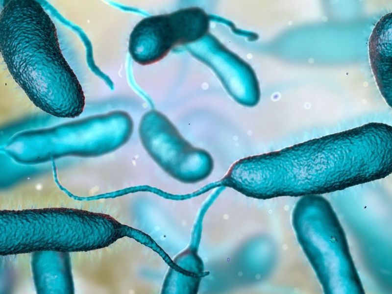 Grafische Darstellung des Bakteriums Vibrio vulnificus.