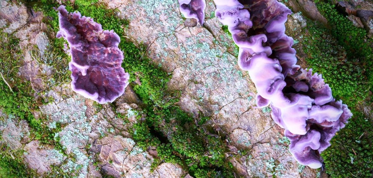 Violetter Knorpelschichtpilz an einer Baumrinde.