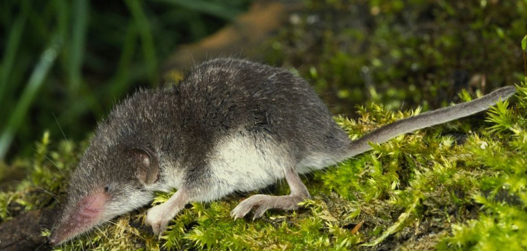 Eine Feldspitzmaus in Nahaufnahme.