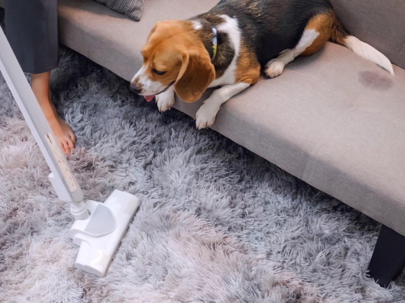 Hund auf dem Sofa beobachtet Frau beim Staubsaugen