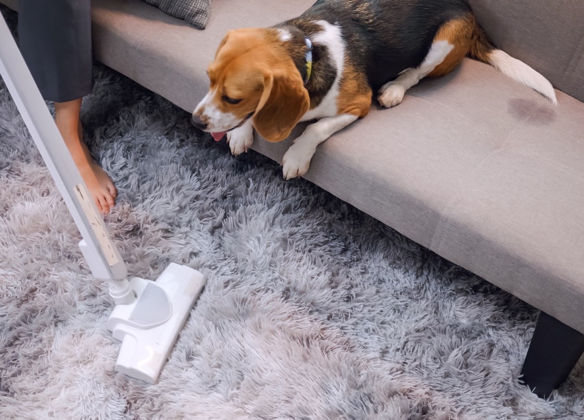 Hund auf dem Sofa beobachtet Frau beim Staubsaugen