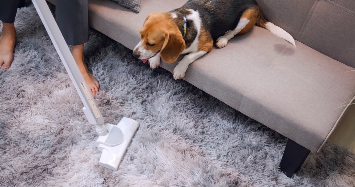 Hund auf dem Sofa beobachtet Frau beim Staubsaugen