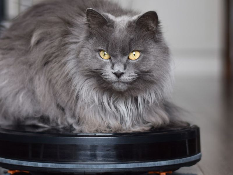 Graue Katze sitzt auf Saugroboter für Tierhaare.