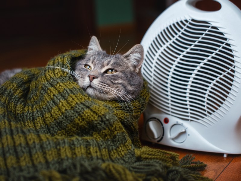 Katze mit Schal vor einem Heizlüfter