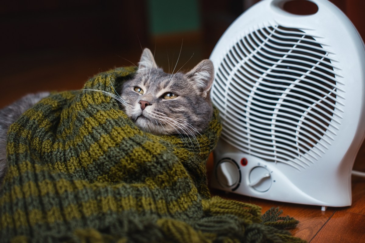 Katze mit Schal vor einem Heizlüfter