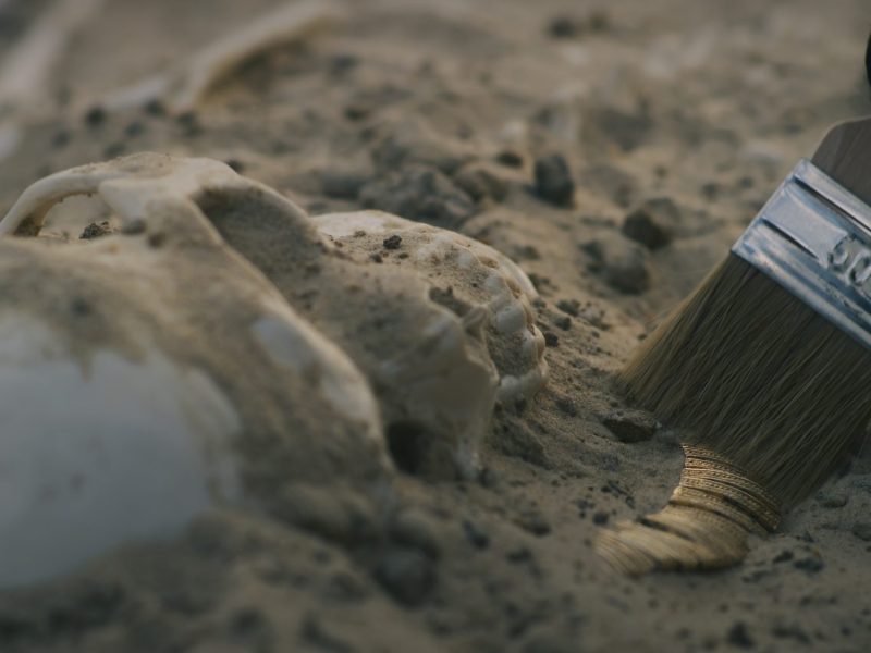 Ein Archäologe gräbt einen menschlichen Totenkopf aus (Symbolbild).