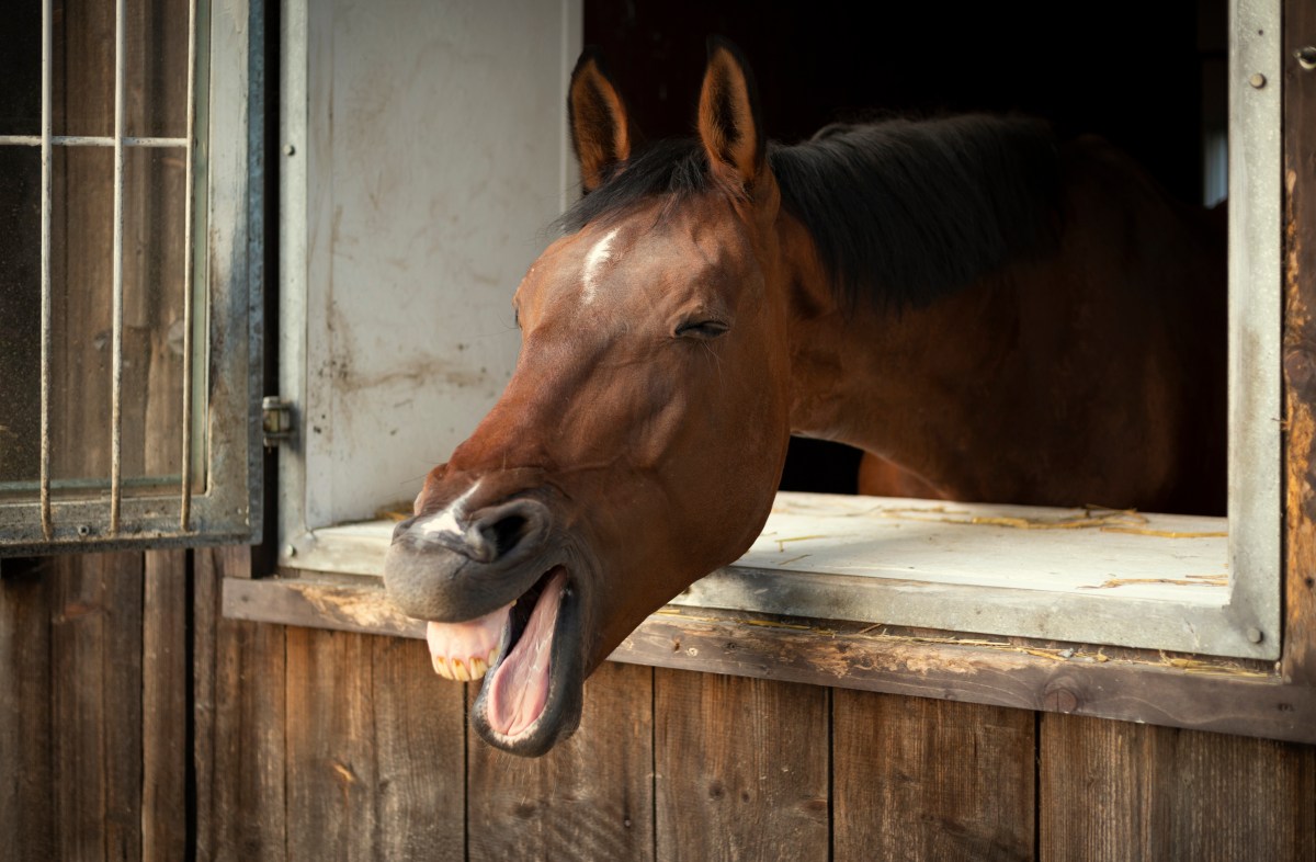 Lachendes Pferd in einem Stall