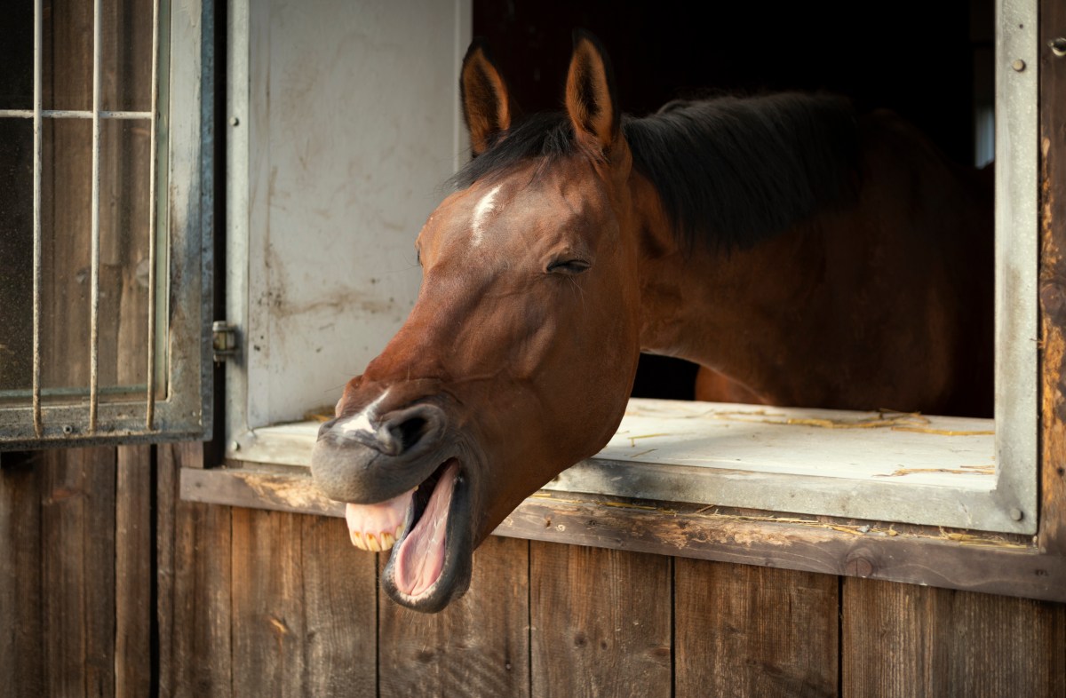 Lachendes Pferd in einem Stall