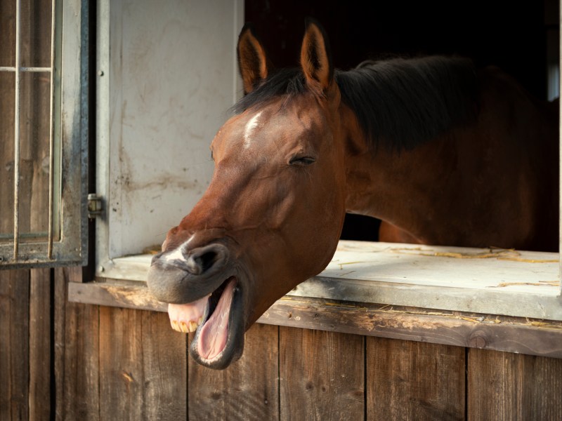 Lachendes Pferd in einem Stall