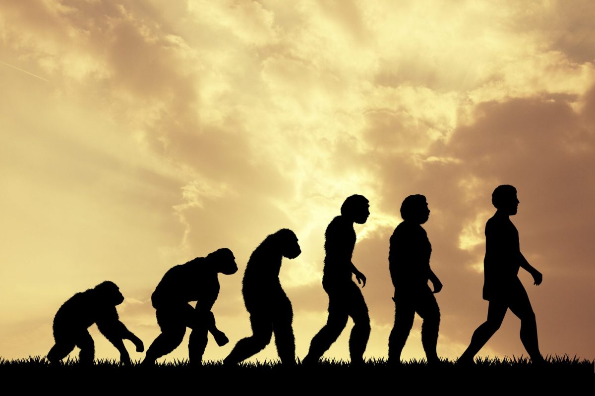 Visualisierung der Evolution des Menschen