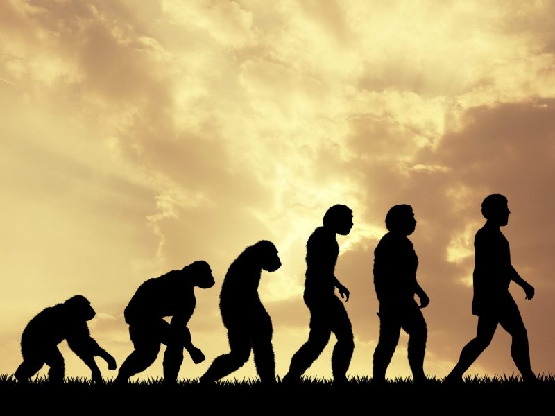 Visualisierung der Evolution des Menschen