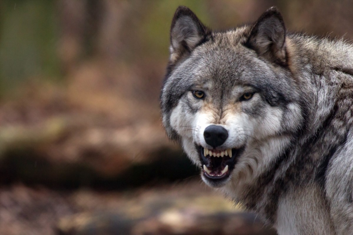 Wolf, der die Zähne fletscht