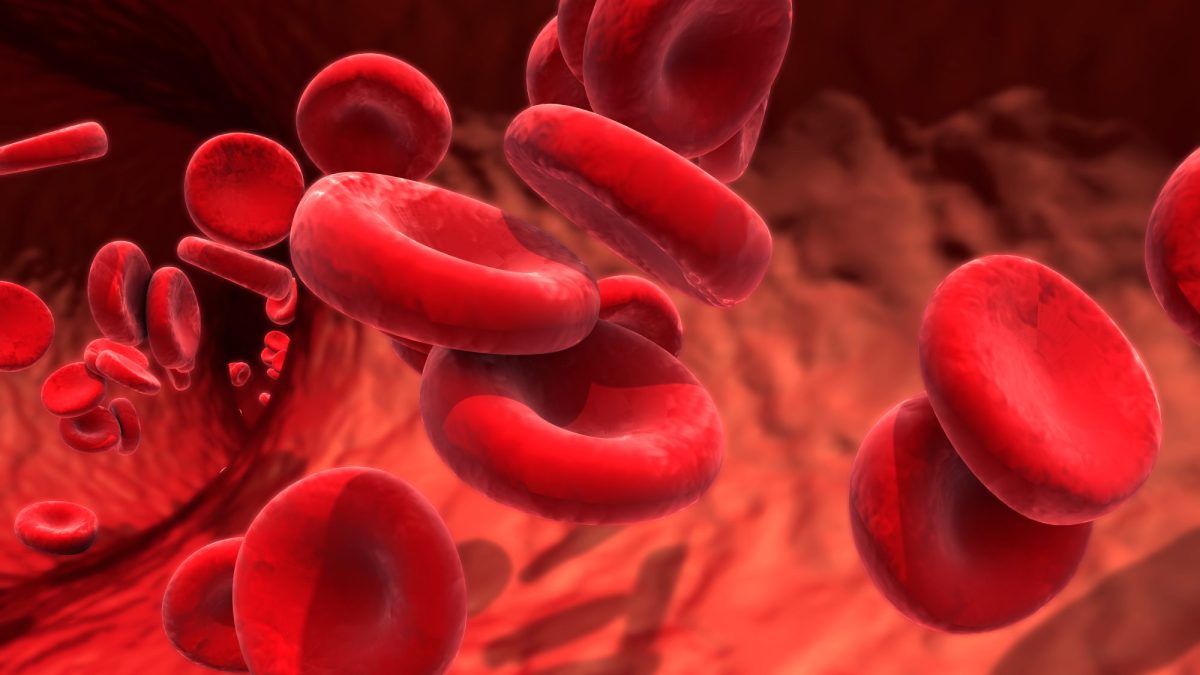 rote Blutkörperchen in einer Arterie