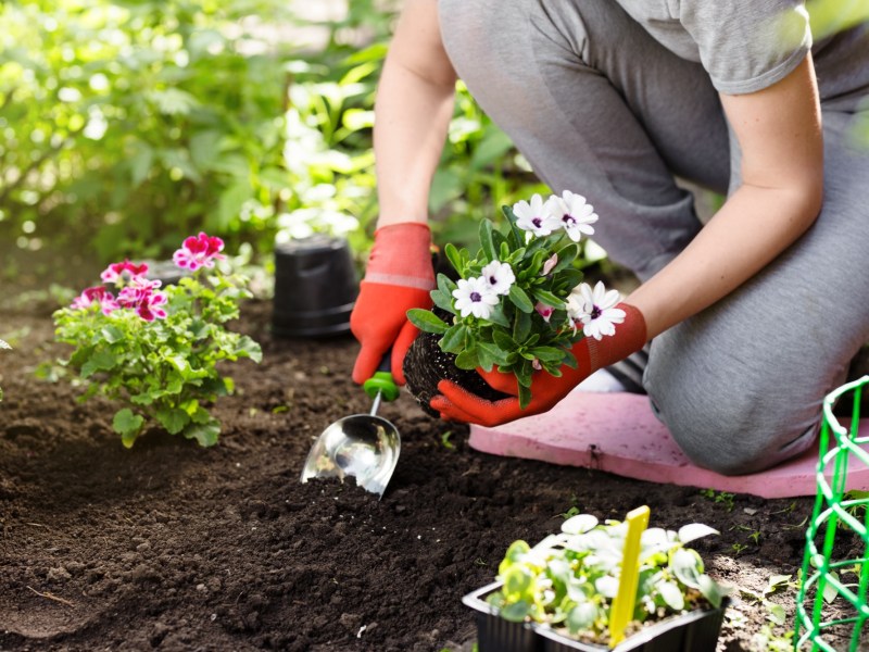 Frau sitzt im Beet und macht Gartenarbeit.