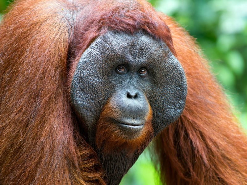 Nahaufnahme auf einen Orang-Utan.