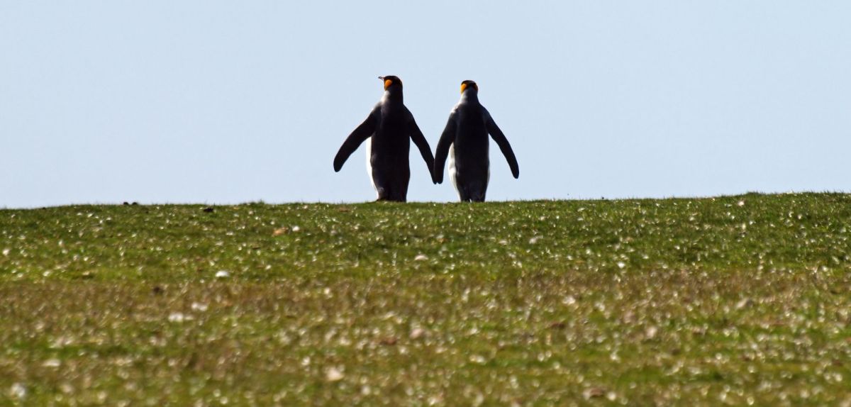 Pinguine in grüner Antarktis.