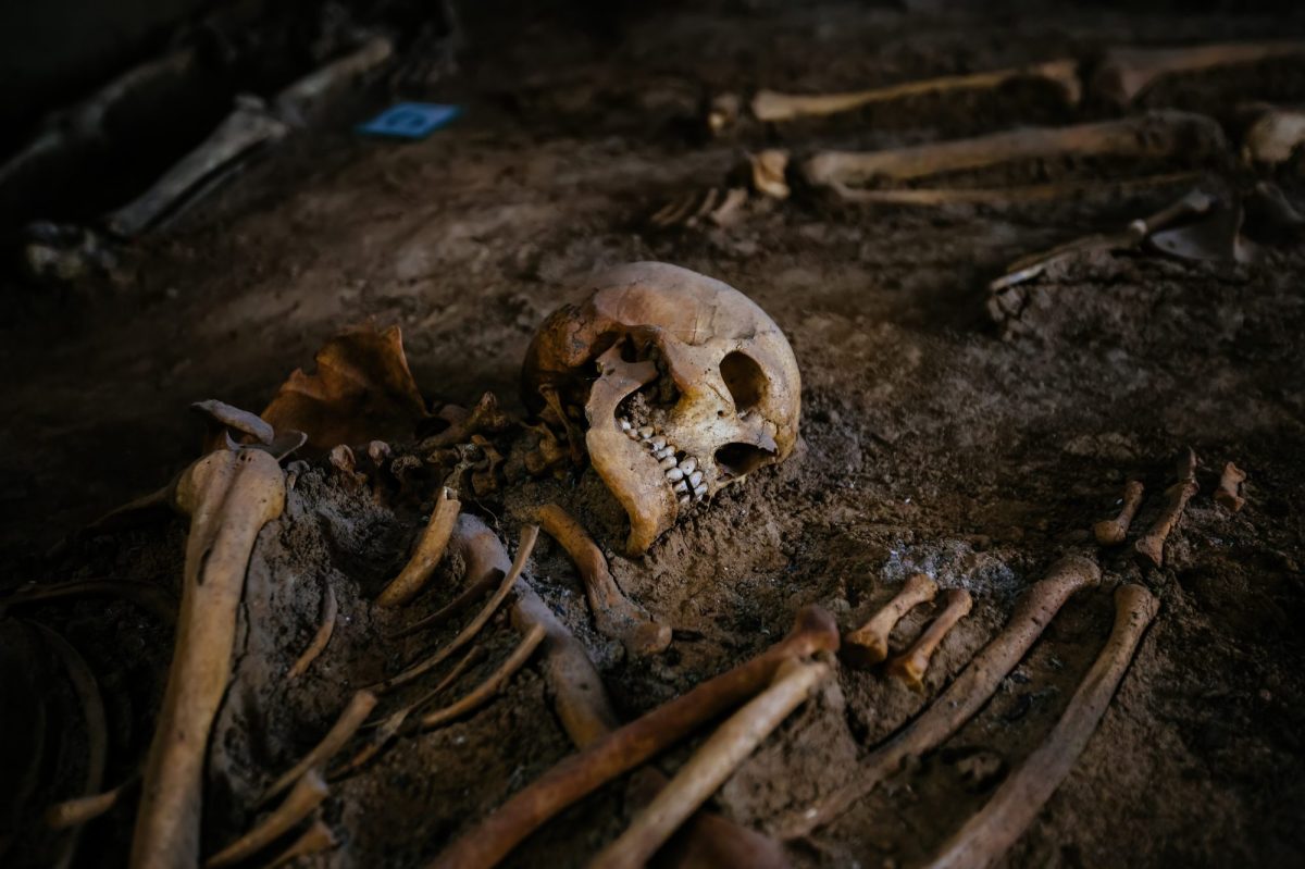 Skelett als archäologischer Fund.