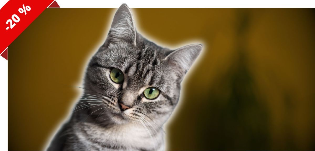 Katze