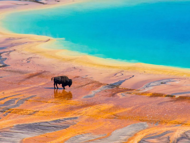 Bison an einer heißen Quelle des Yellowstone-Nationalparks.