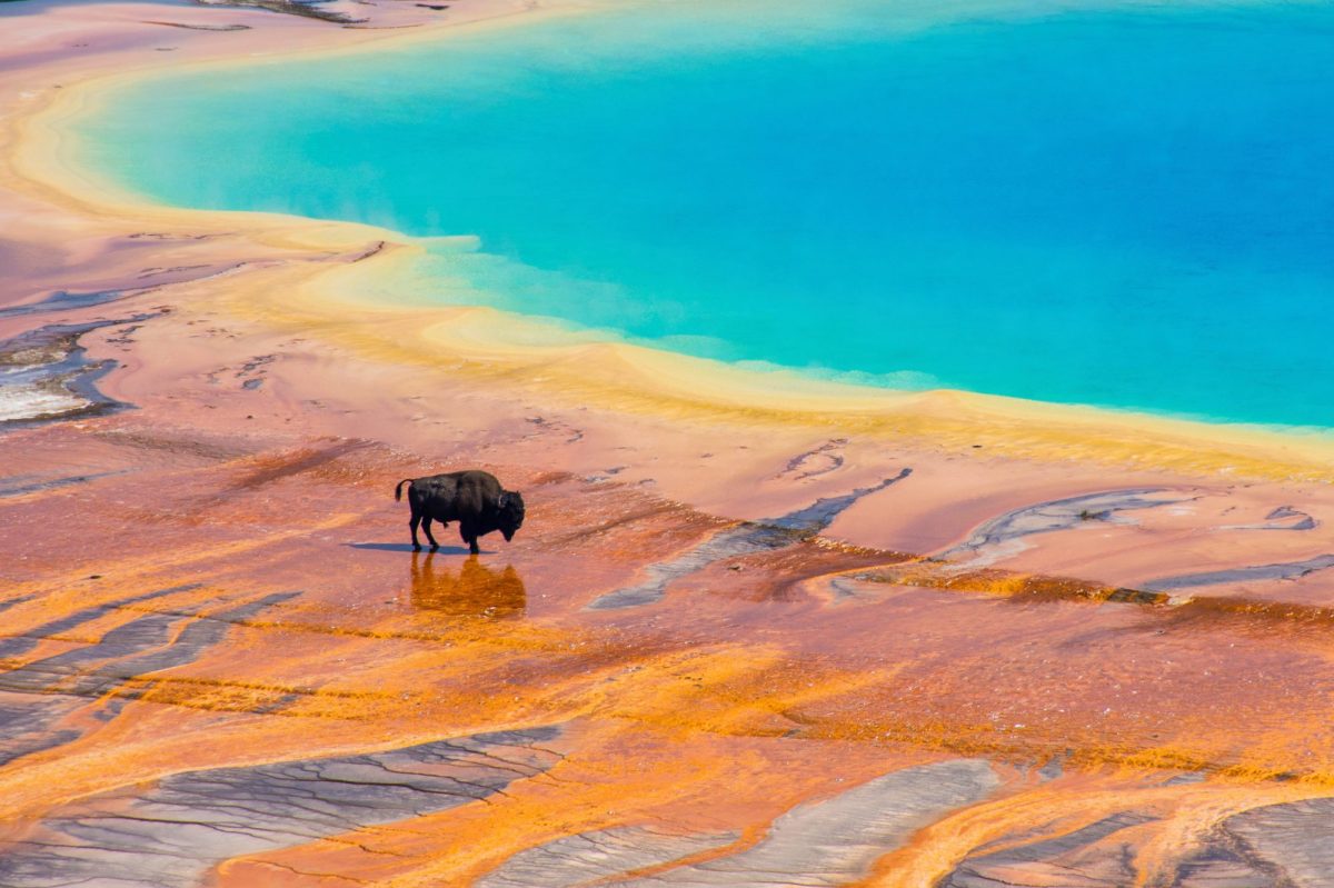 Bison an einer heißen Quelle des Yellowstone-Nationalparks.