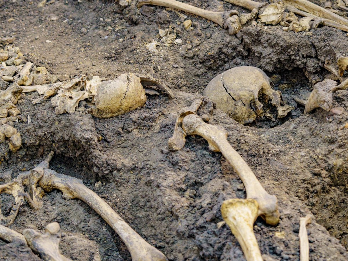 Skelette als archäologischer Fund im Boden.