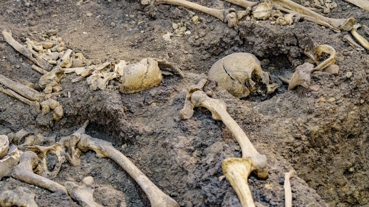 Skelette als archäologischer Fund im Boden.