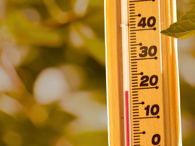 Thermometer zwischen den Blättern eines Baumes.