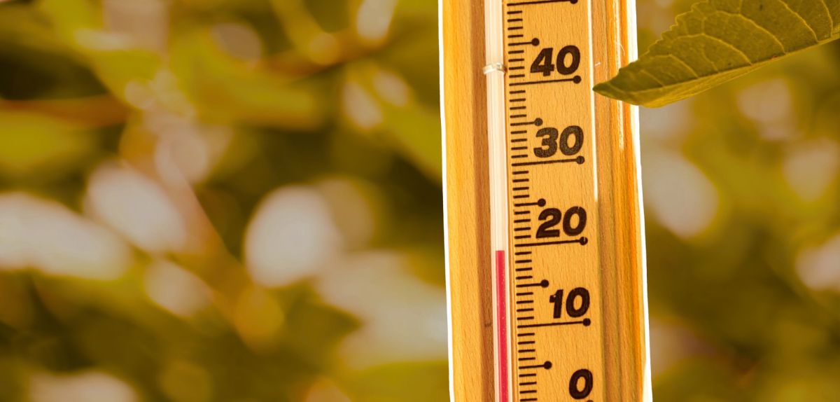 Thermometer zwischen den Blättern eines Baumes.