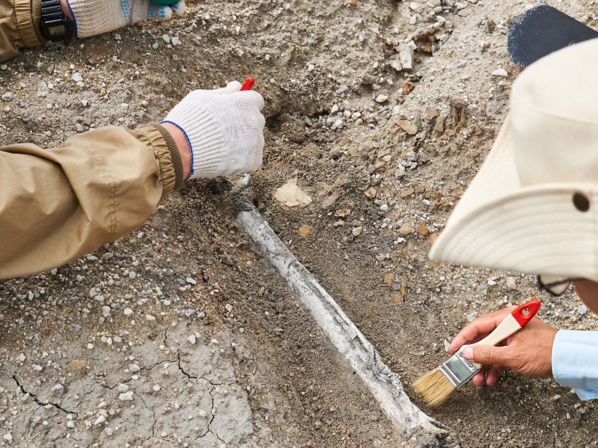 Archäologischer Fund: Mysteriöses Tiergrab überrascht Forscher – „fundamental wichtig“