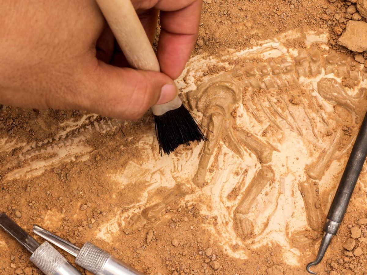 Archäologischer Fund: Einzigartige Knochen entdeckt – sie weisen auf ein uraltes Ritual hin