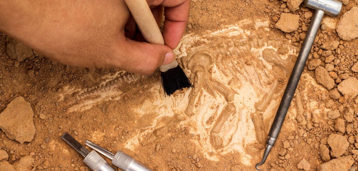 Archäologischer Fund wird untersucht.