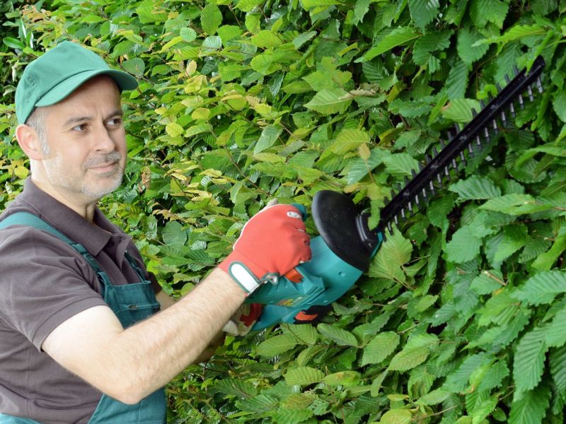 Mann schneidet eine Hecke mit einer Akku-Heckenschere.