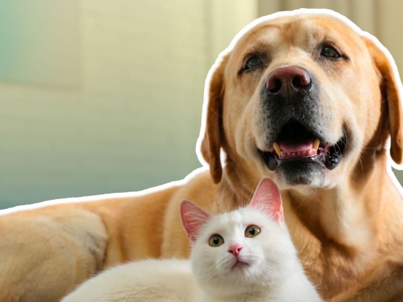 Hund und Katze auf einer Couch