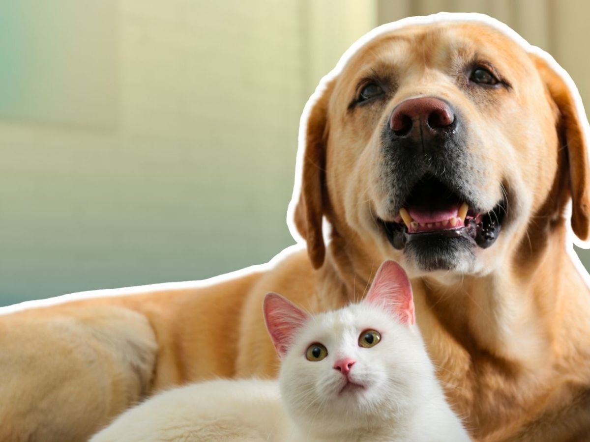 Hund und Katze auf einer Couch