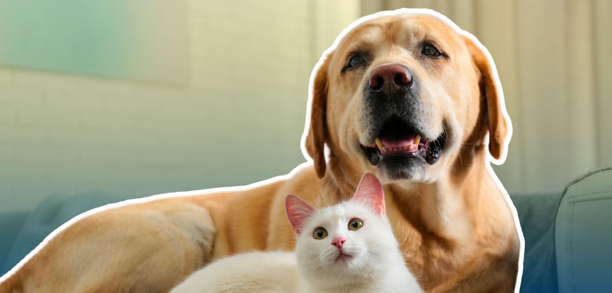 Hund und Katze auf einer Couch