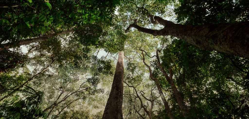 Rätselhafter Fund im Regenwald: Uralte Urnen verheißen vergessene Tradition