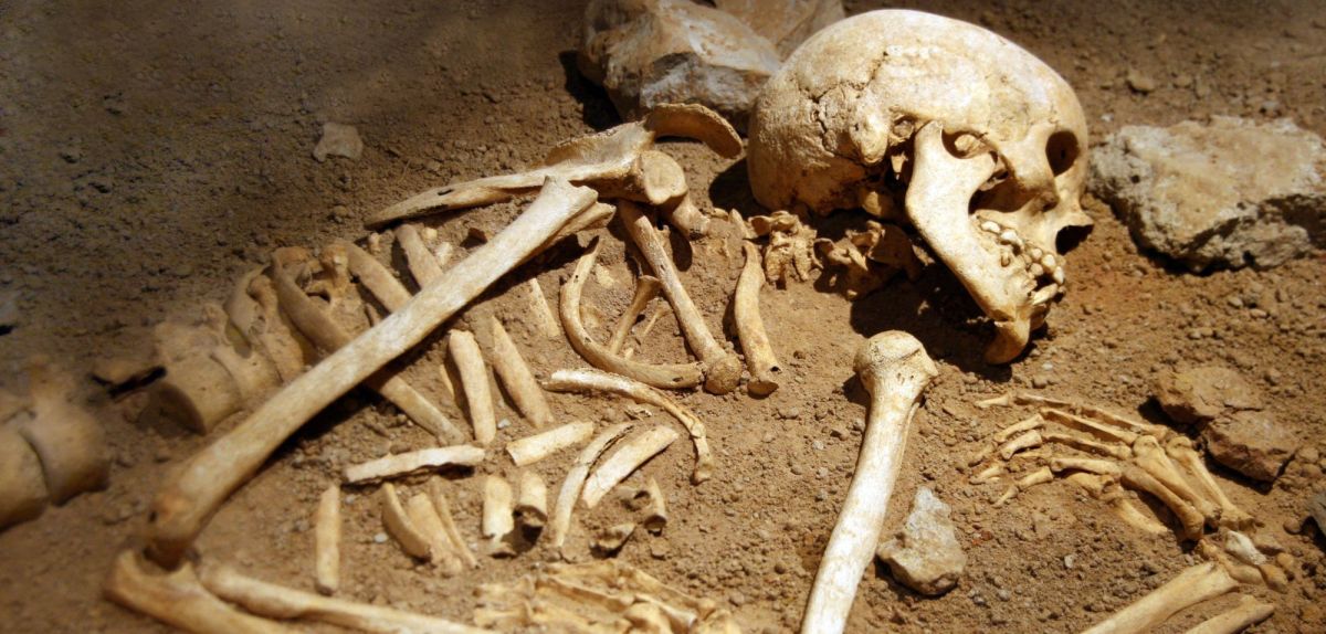 Knochen als archäologischer Fund.