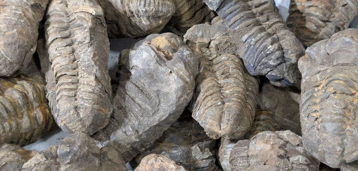 Trilobiten-Fossile.