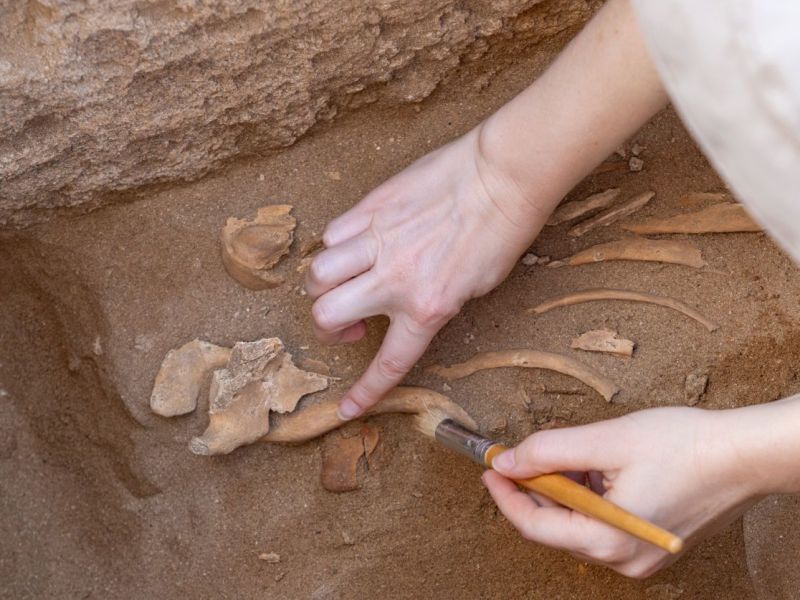 Archäologischer Fund im Iran: Tausende Jahre alte Schädel überraschen Forscher